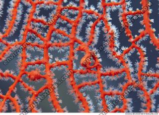 Corals 0024